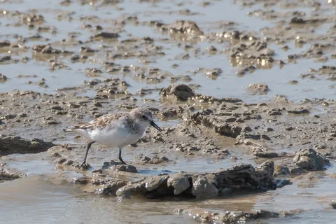 Bécasseau sanderling