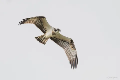 Balbuzard pêcheur