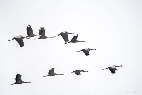 Grue cendrée