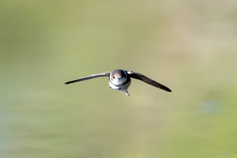 Hirondelle de rivage