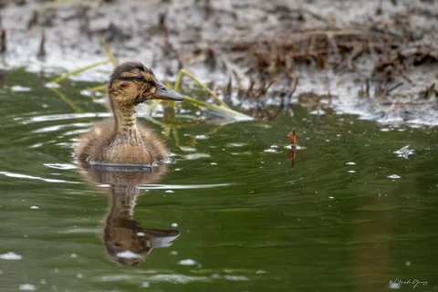 Canard colvert
