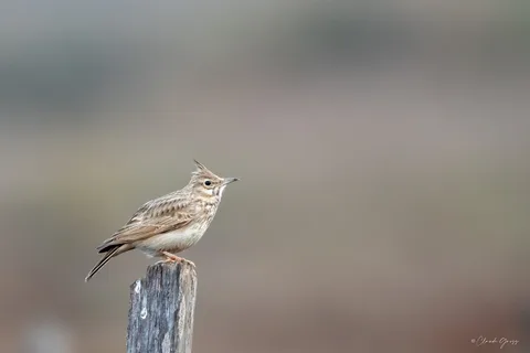 Cochevis huppé