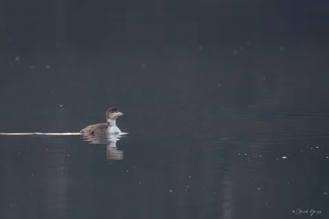 Plongeon imbrin