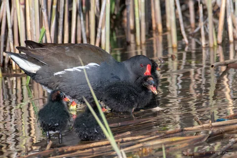 Galinule poule d'eau