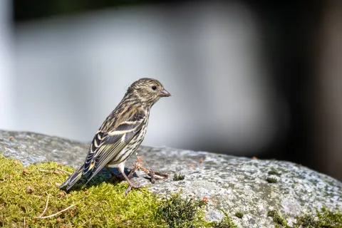 Serin cini