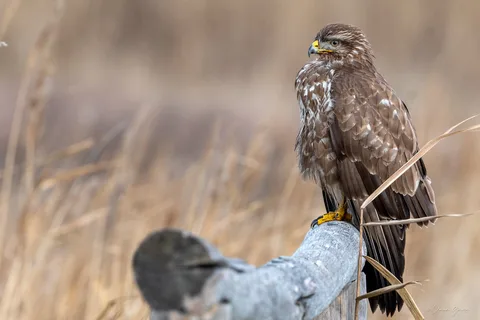 Buse variable