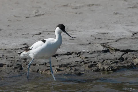 Avocette élégante