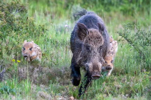 Sanglier