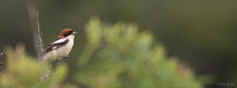Pie-grièche à tête rousse