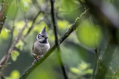 Mésange huppée