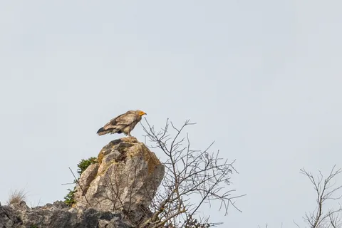 Vautour percnoptère