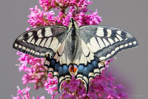 Machaon