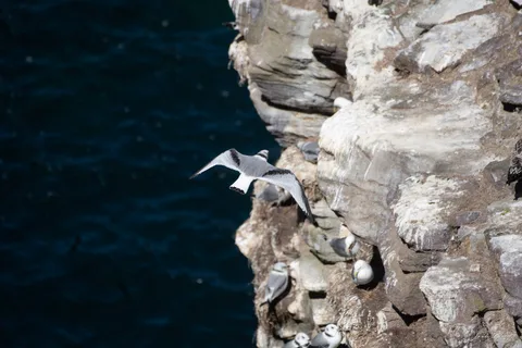 Mouette tridactyle