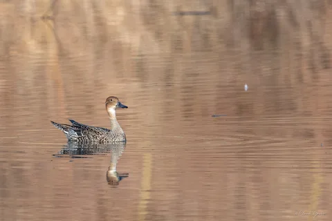 Canard pilet ♀