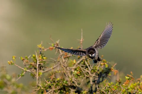 Fauvette orphée