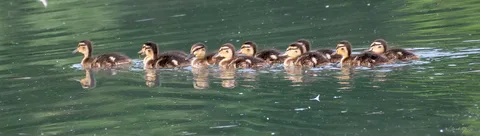 Canard colvert