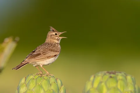 Cochevis huppé