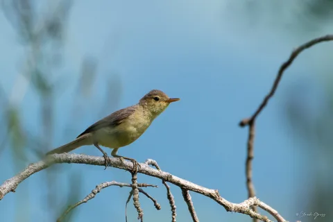 Hypolaïs polyglotte