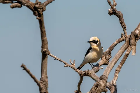 Traquet oreillard