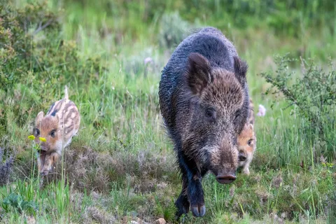 Sanglier