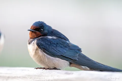 Hirondelle rustique