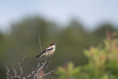 Pie-grièche à tête rousse