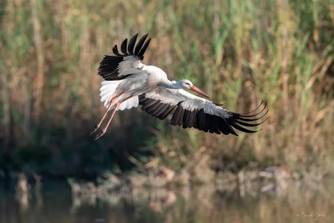 Cigogne blanche
