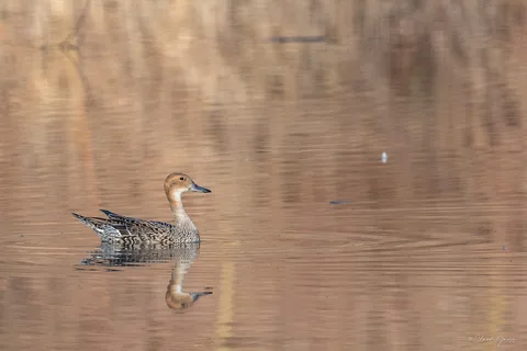 Canard pilet ♀