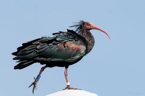 Ibis chauve