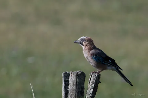 Geai des chênes