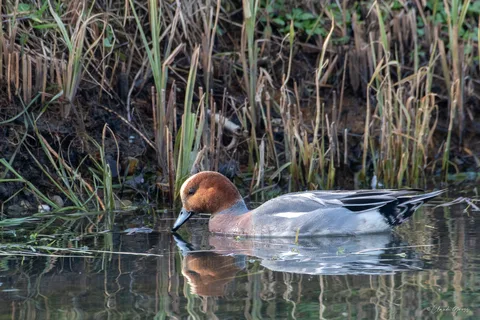Canard siffleur