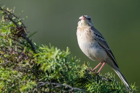 Pipit rousseline