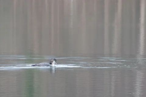 Plongeon imbrin