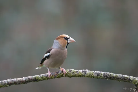 Grosbec casse-noyau