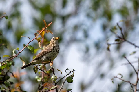 Pipit farlouse