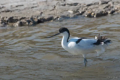 Avocette élégante