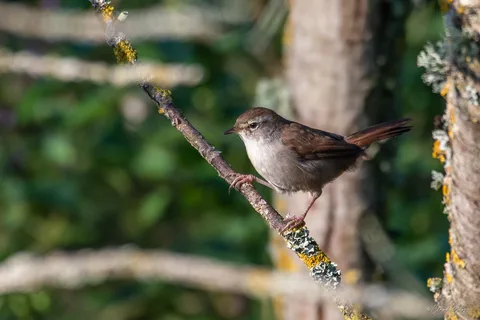 Bouscarle de Cetti