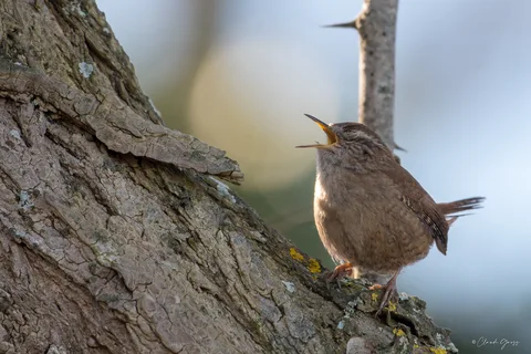 Troglodyte mignon