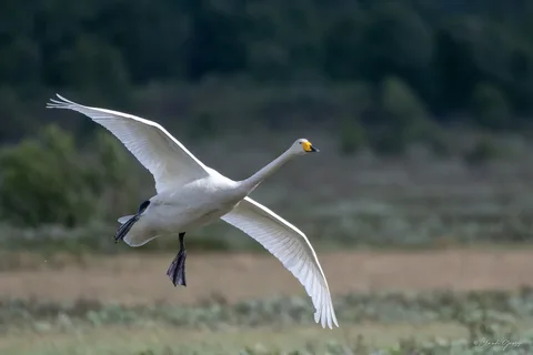 Cygne chanteur