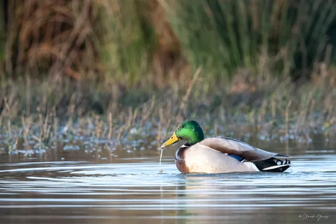 Canard colvert