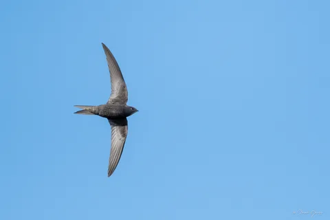 Martinet noir