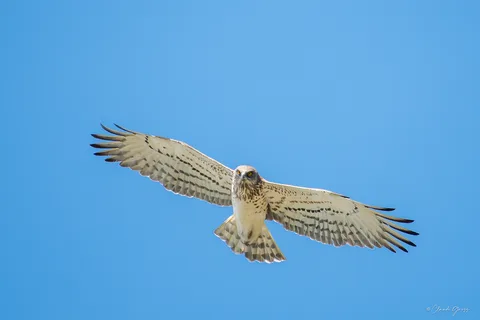 Circaète Jean-le-Blanc