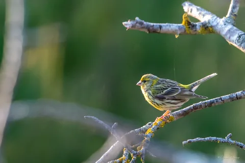 Serin cini