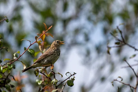 Pipit farlouse