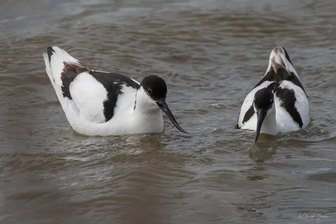 Avocette élégante