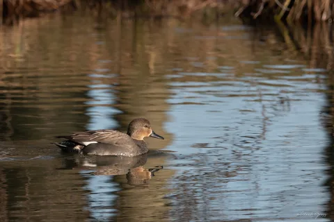Canard chipeau