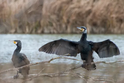 Grand cormoran