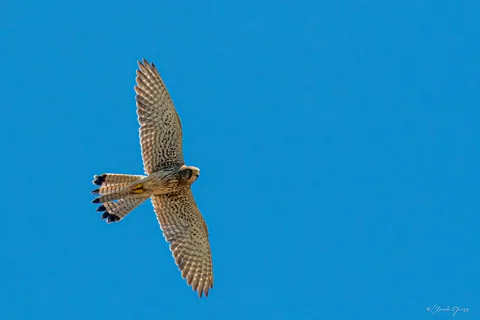 Faucon crécerelle