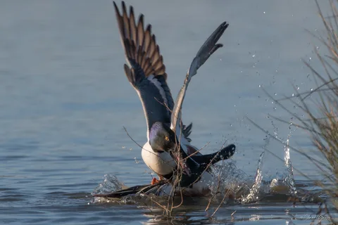 Canard souchet