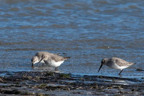 Bécasseau variable